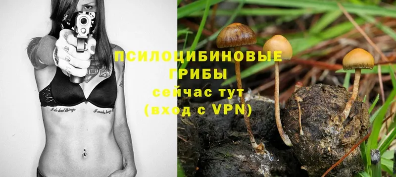 Галлюциногенные грибы MAGIC MUSHROOMS  сколько стоит  Завитинск 